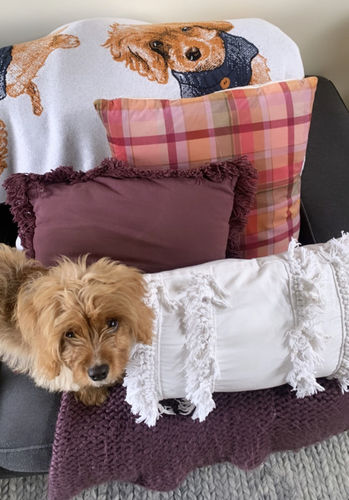 Customer photo review of Full-Body Pet Custom Sweater