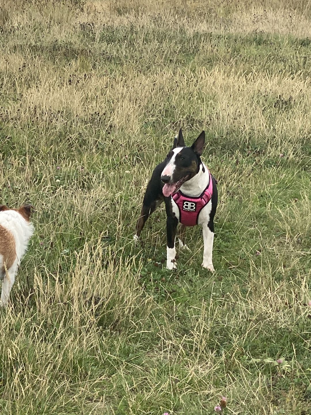Customer photo review of Premium Comfort Harness | Non Restrictive & Adjustable - Magenta