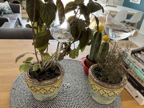 Customer photo review of Mon petit oiseau - Le Jardin de Mamie®