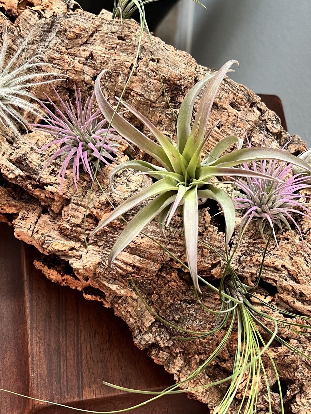 Customer photo review of Ionantha Lavender