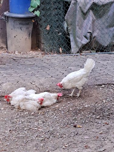 Customer photo review of BlackTasty™ Getrocknete Soldatenfliegenlarven