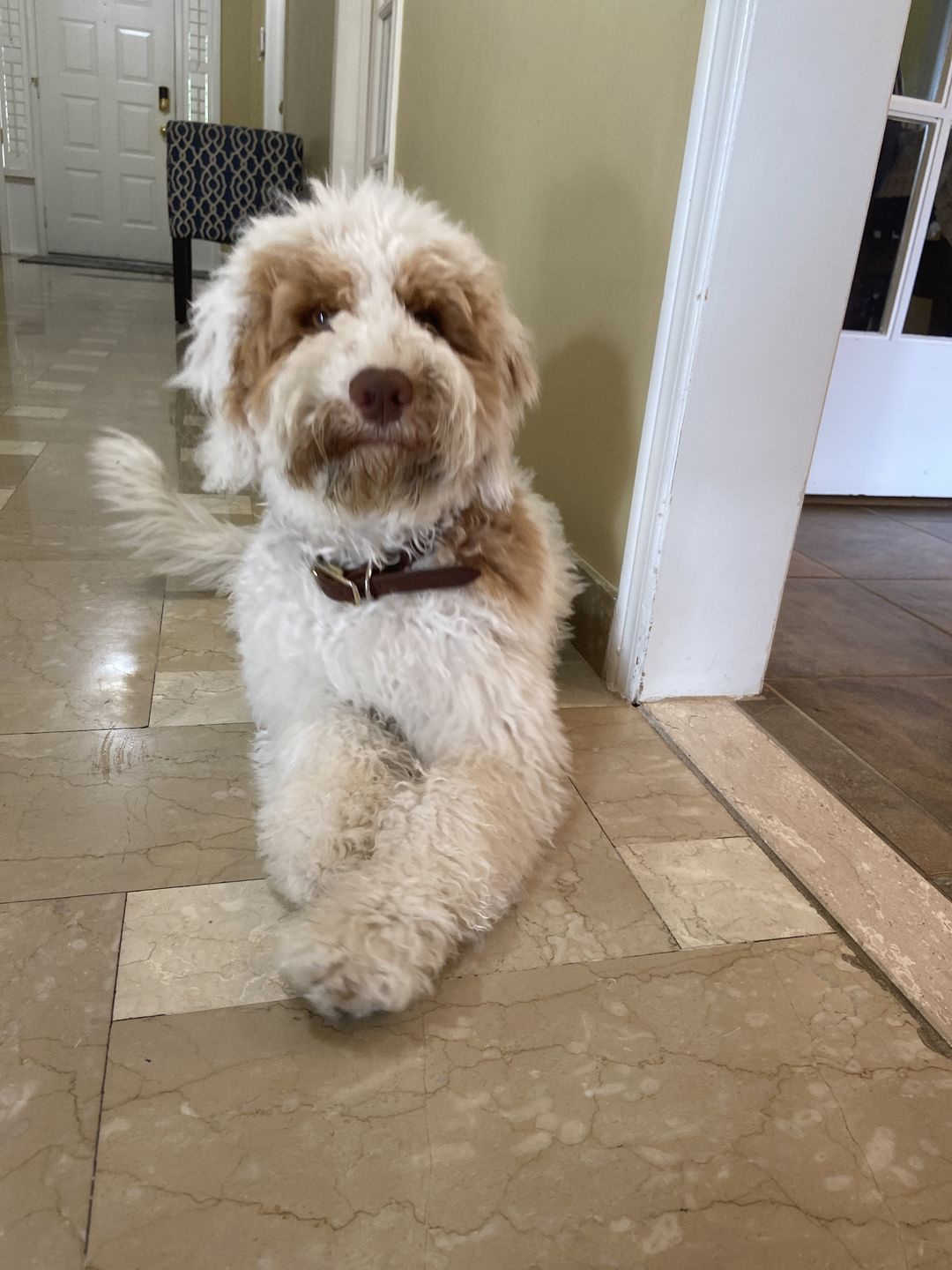 Customer photo review of Rover - Classic Cognac Full-Grain Leather Dog Collar