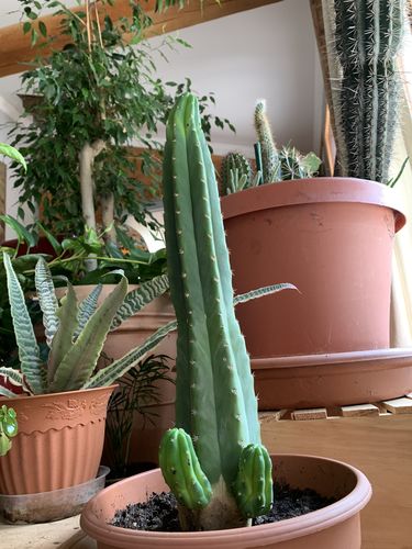 Customer photo review of San Pedro Cactus | Echinopsis pachanoi