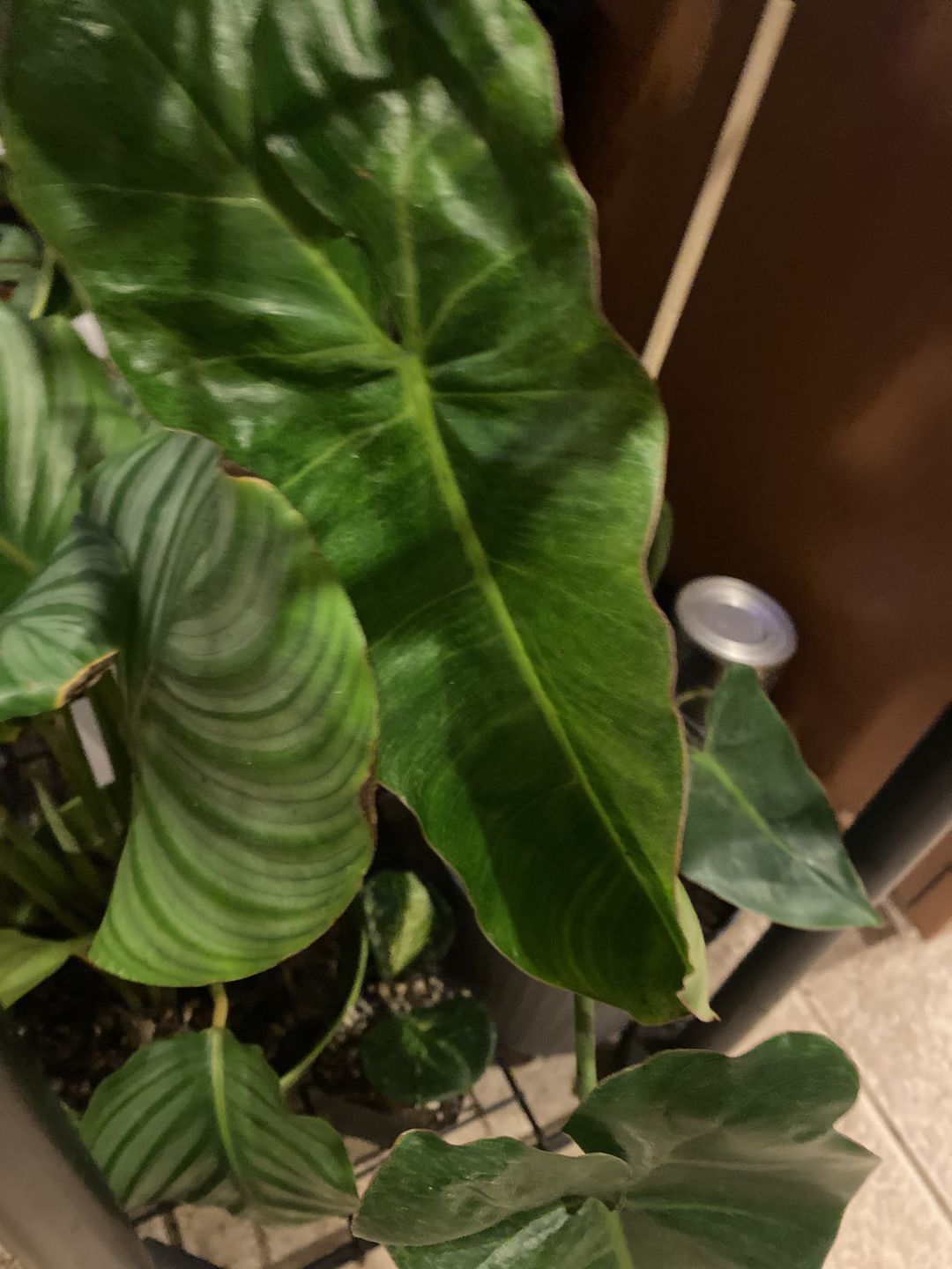 Customer photo review of 4" Philodendron 'Paraiso Verde'