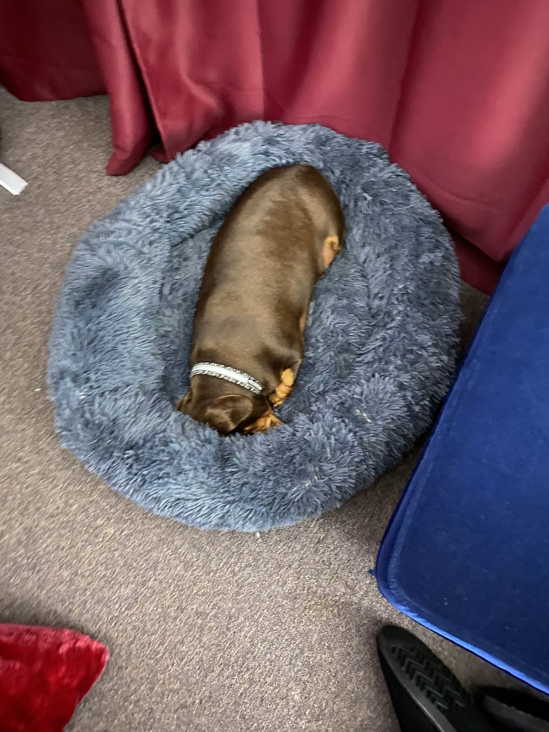 Customer photo review of Calming Dog Bed