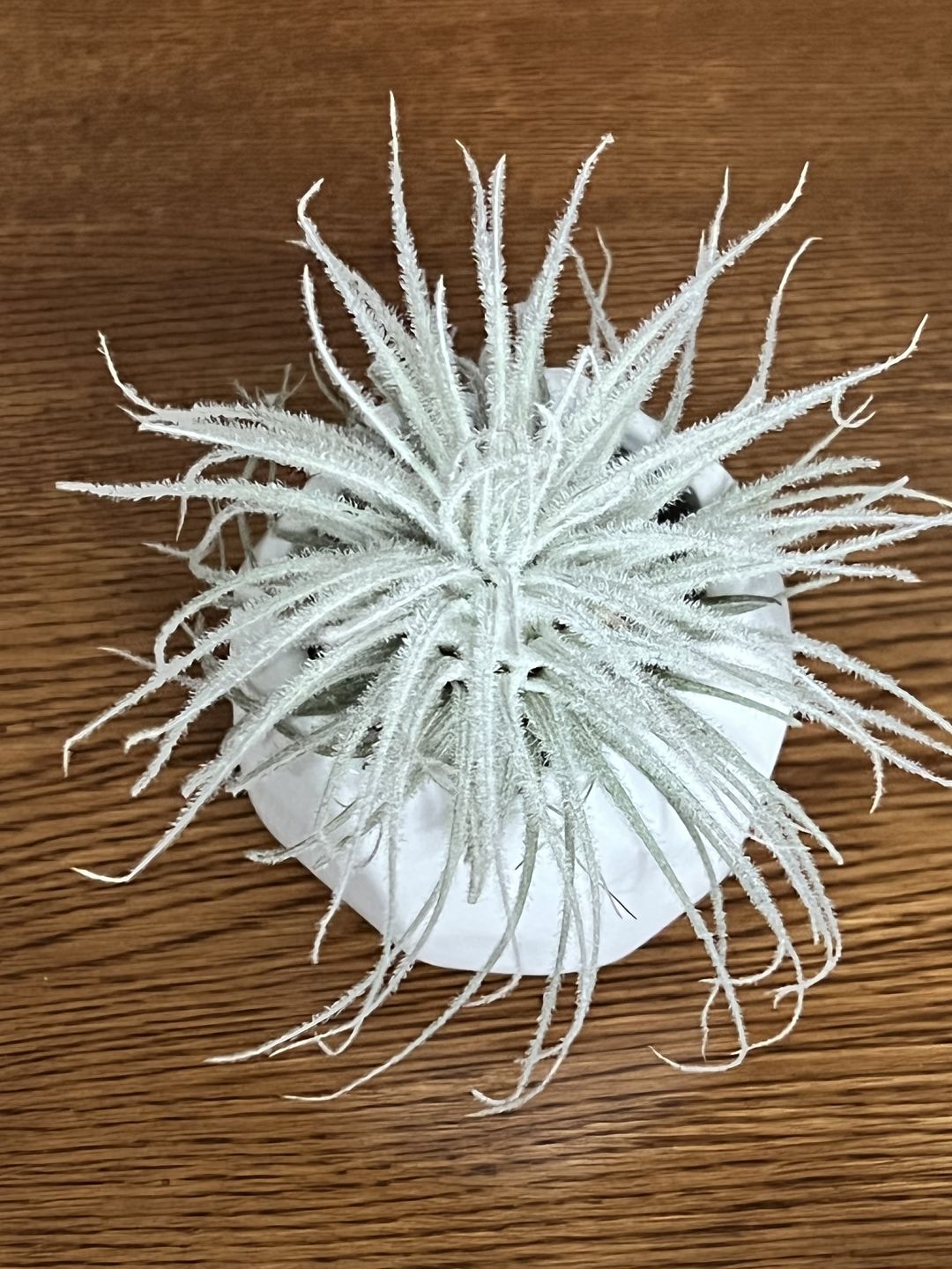 Customer photo review of Tectorum Ecuador  (AKA Snowball)