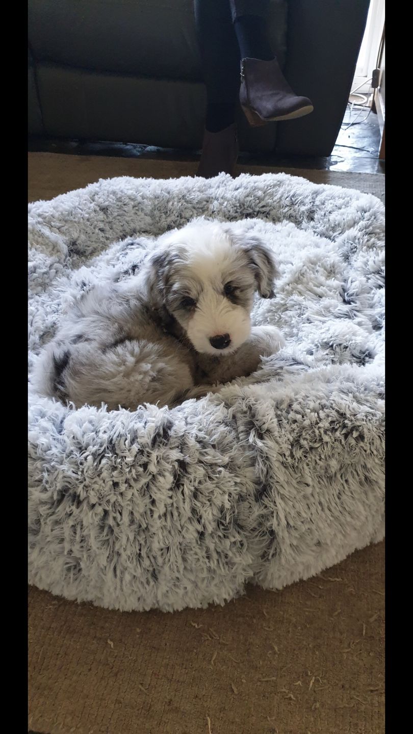 Customer photo review of Spare Calming Dog Bed Cover