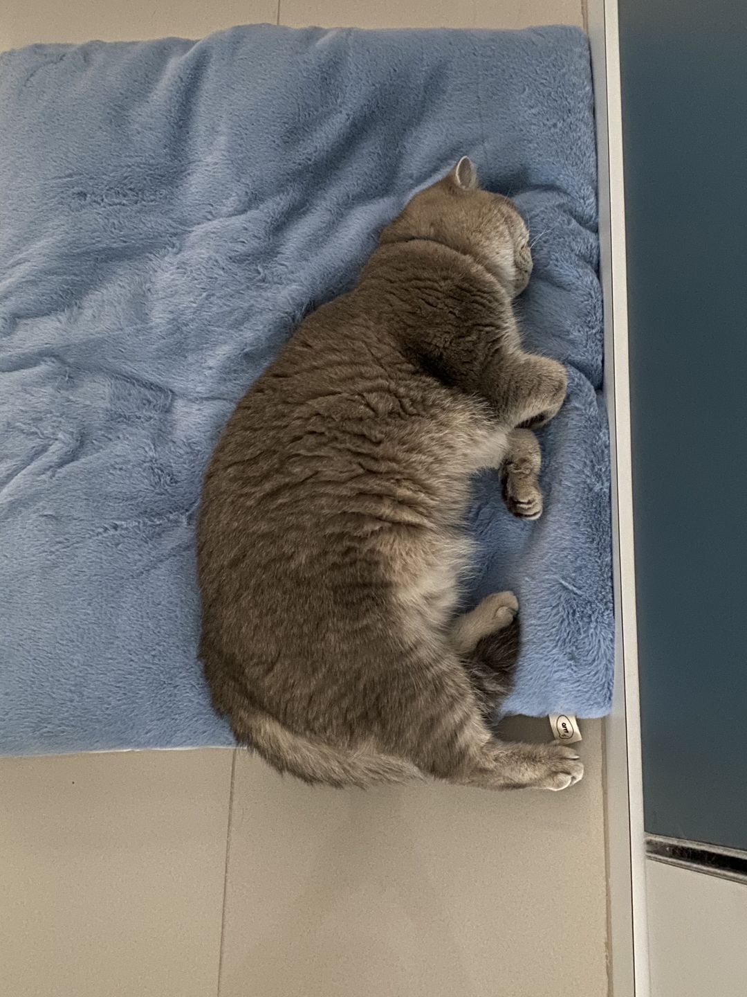 Customer photo review of Sleeping Blanket