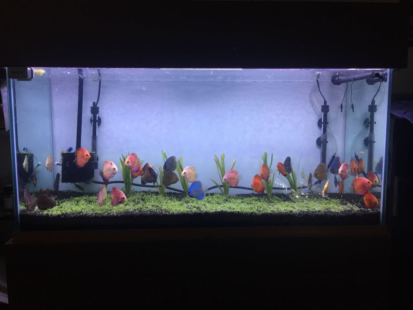 Customer photo review of FritzZyme 7 Freshwater Live Bacteria