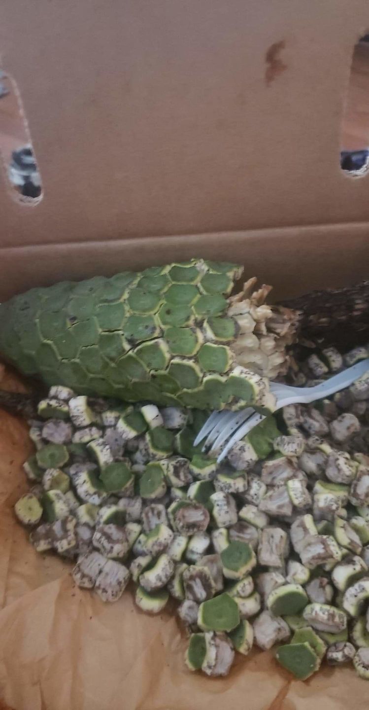 Customer photo review of Monstera Deliciosa