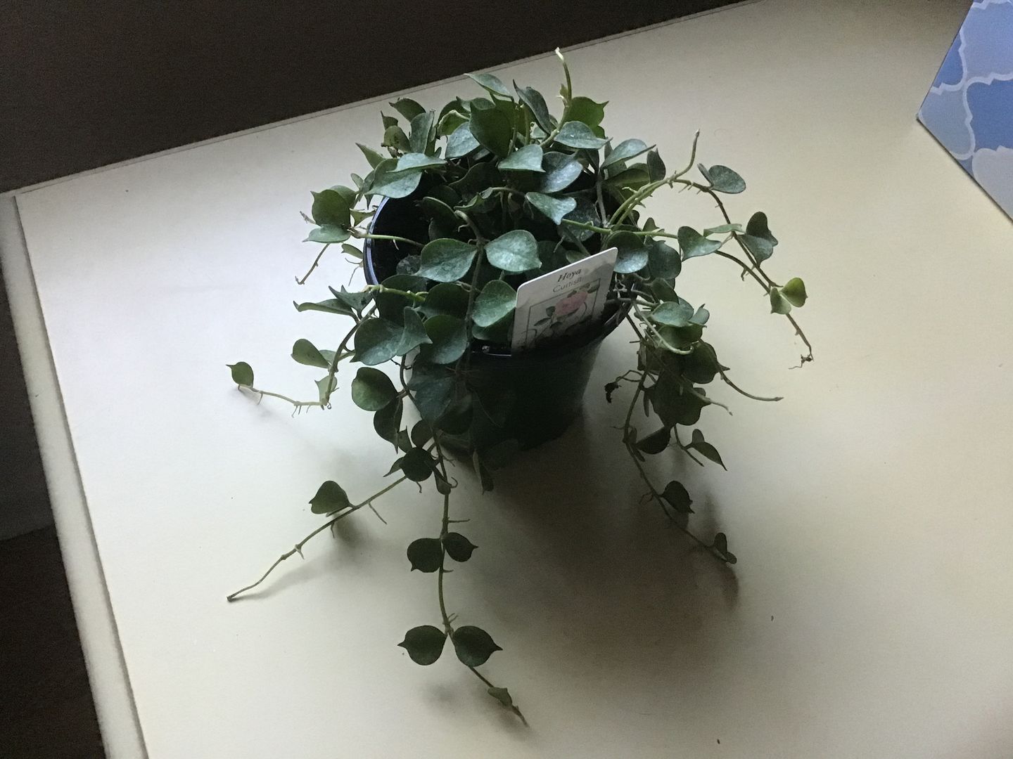 Customer photo review of 4" Hoya curtisii