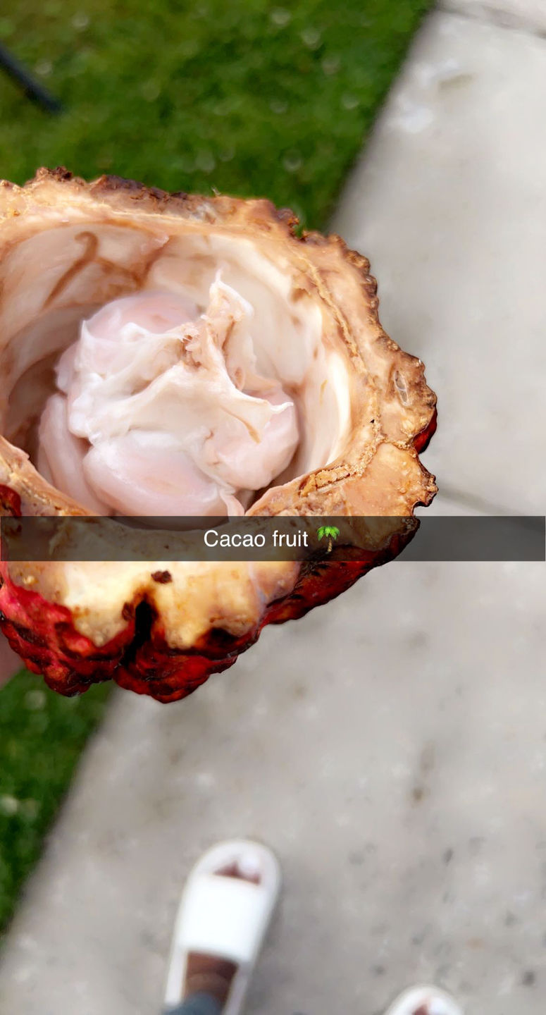 Customer photo review of Cacao (Chocolate) Box