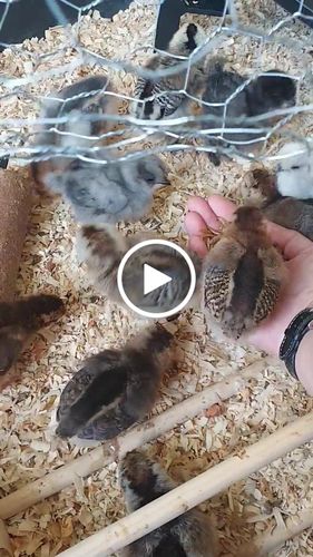 Customer video review of GrubTerra Dried Larvae