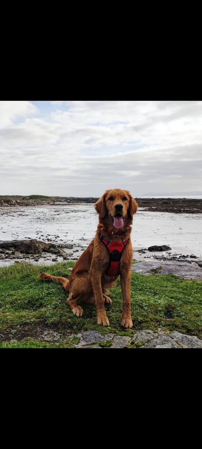 Customer photo review of Gps Dog Fence