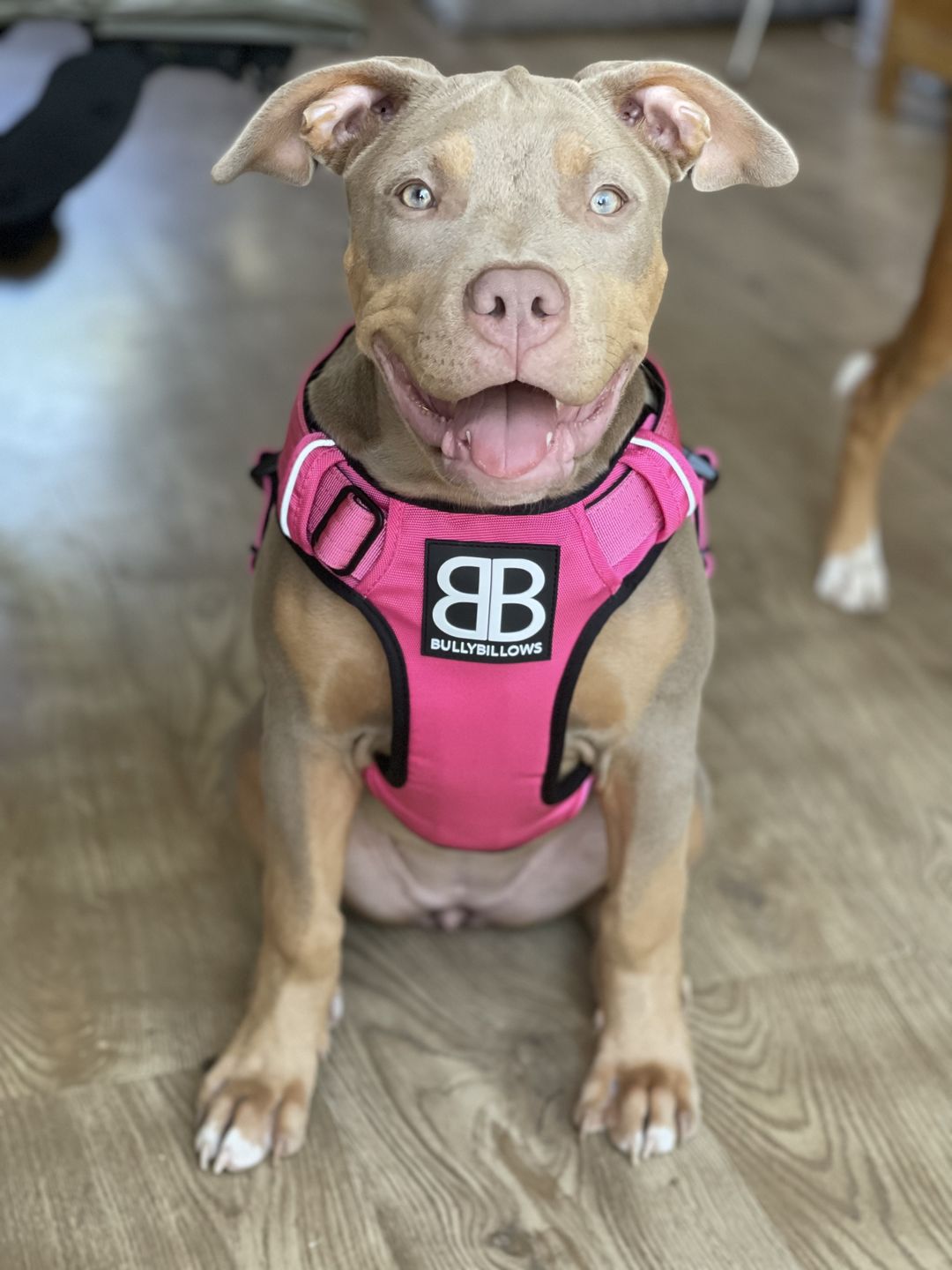 Customer photo review of Premium Comfort Harness | Non Restrictive & Adjustable - Magenta