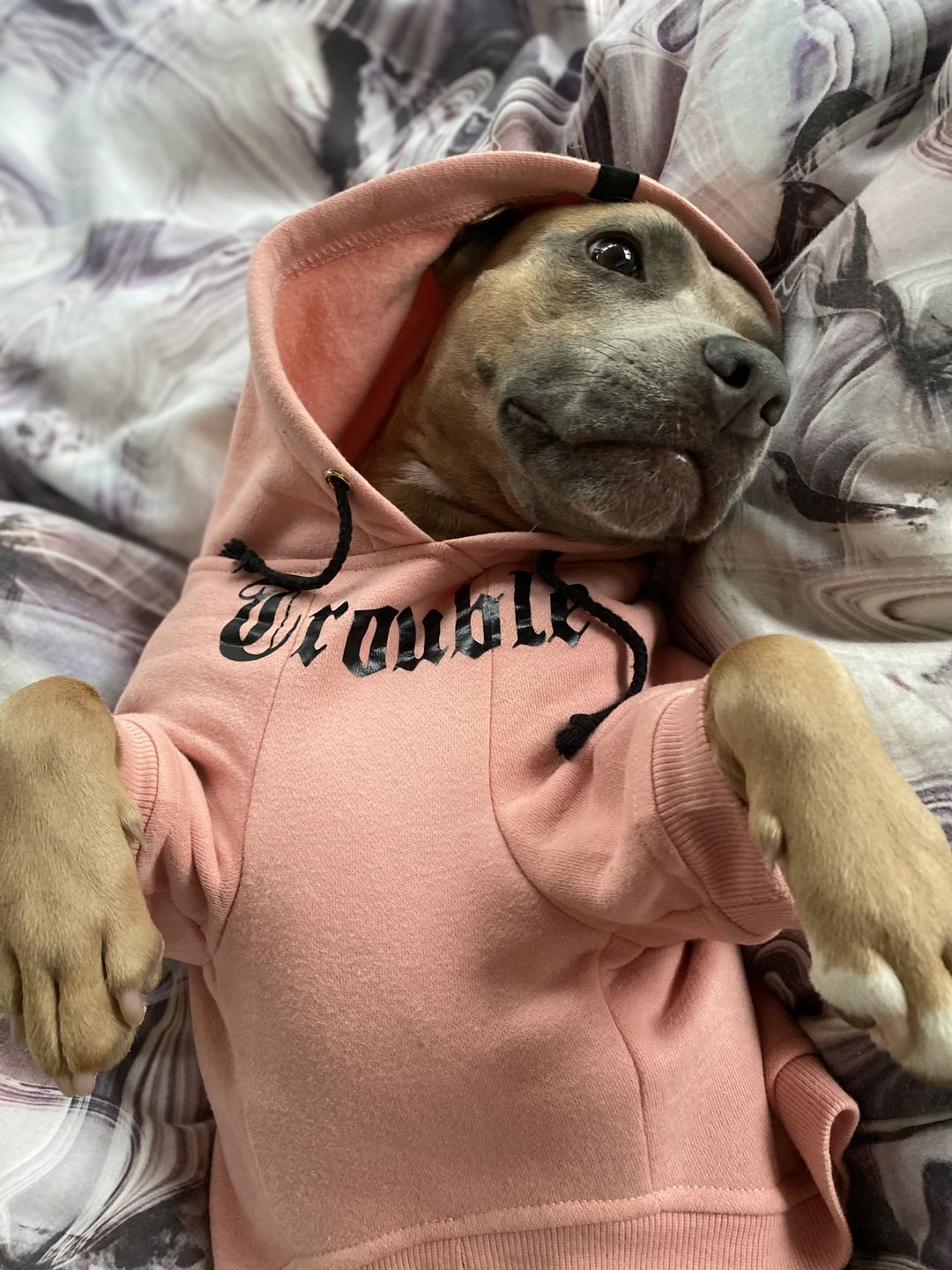 Customer photo review of Gangsta Yapper Dog Hoodie - Personalised