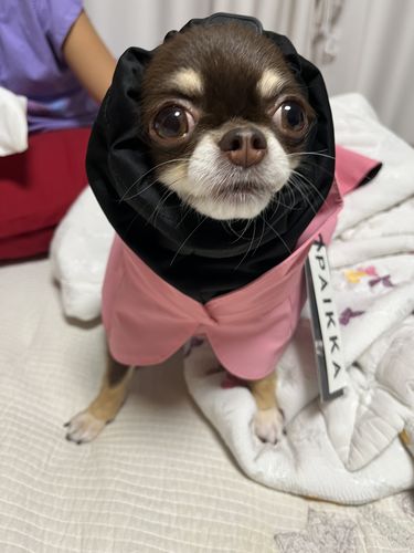 Customer photo review of Visibility Raincoat Lite Pink for Dogs