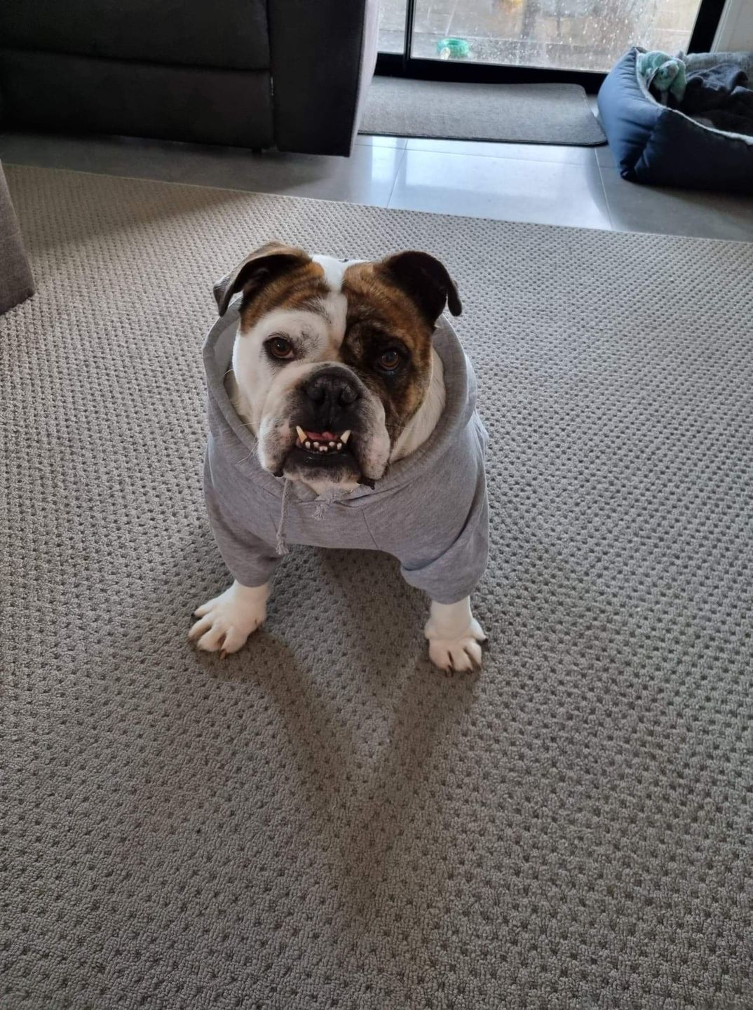 Customer photo review of Gangsta Yapper Dog Hoodie - Personalised