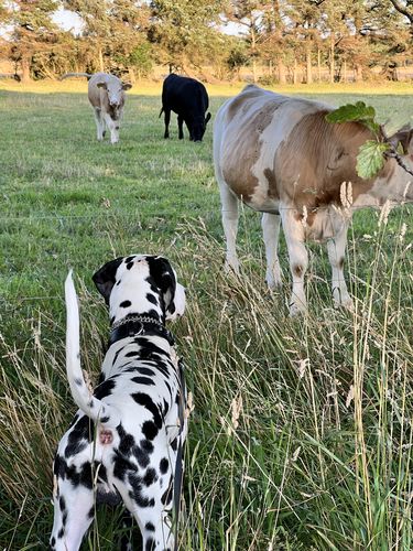 Customer photo review of Keepaws™ Vegan Leather AirTag Collar