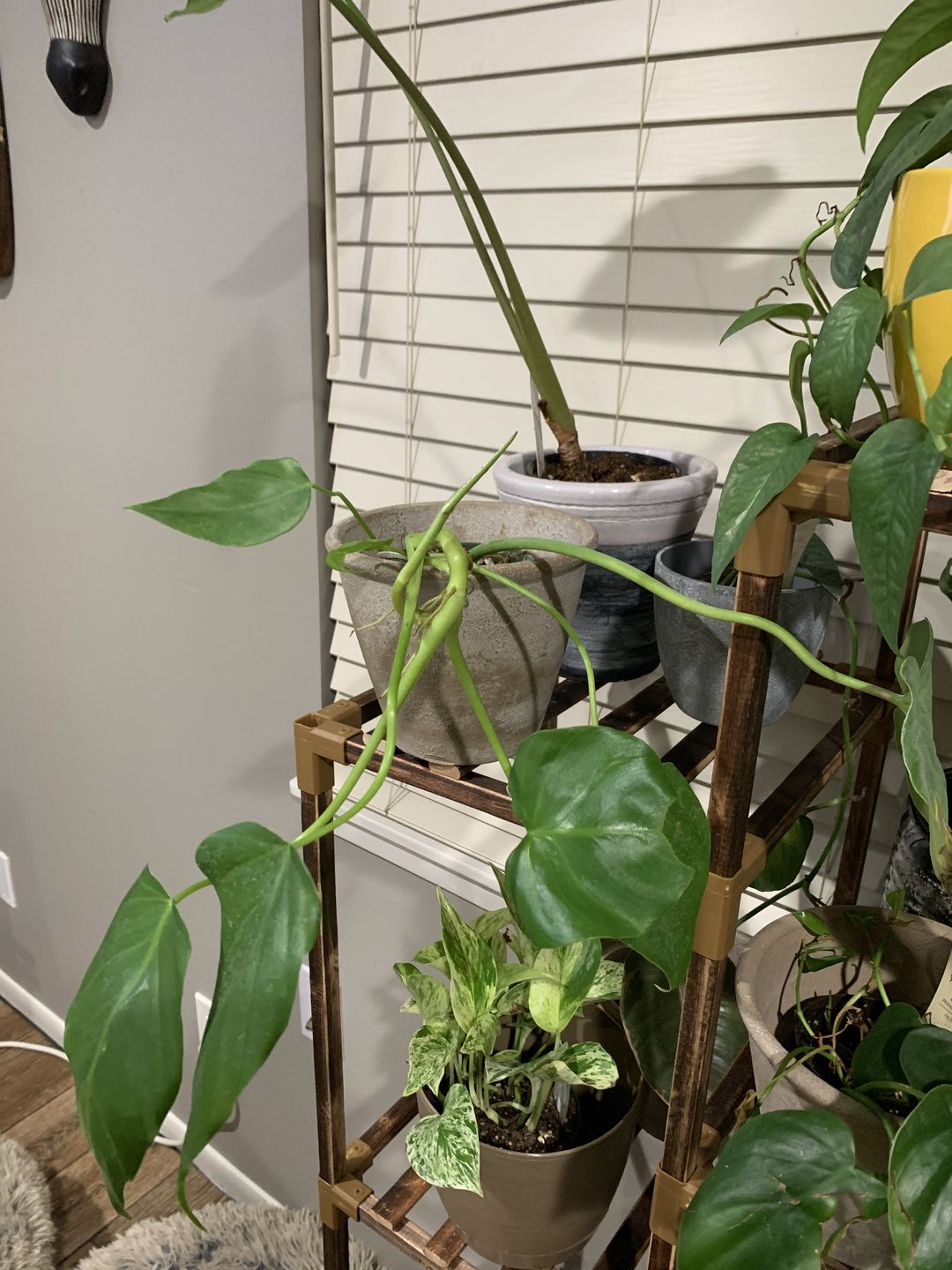 Customer photo review of 4" Philodendron giganteum