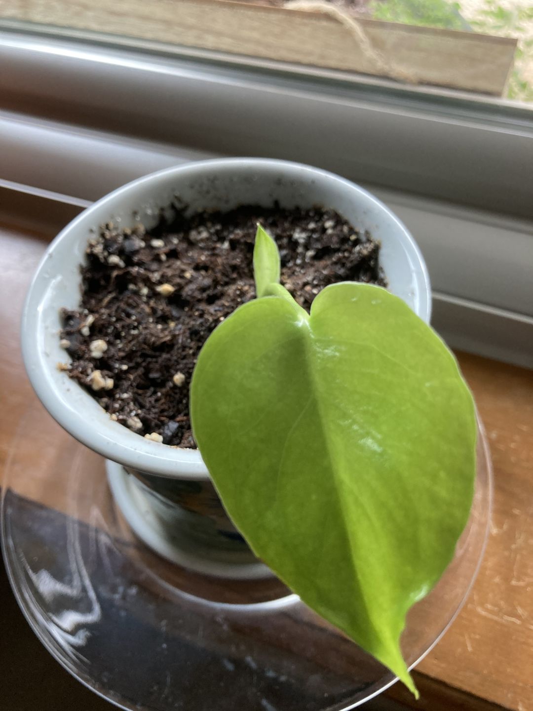Customer photo review of Monstera Deliciosa