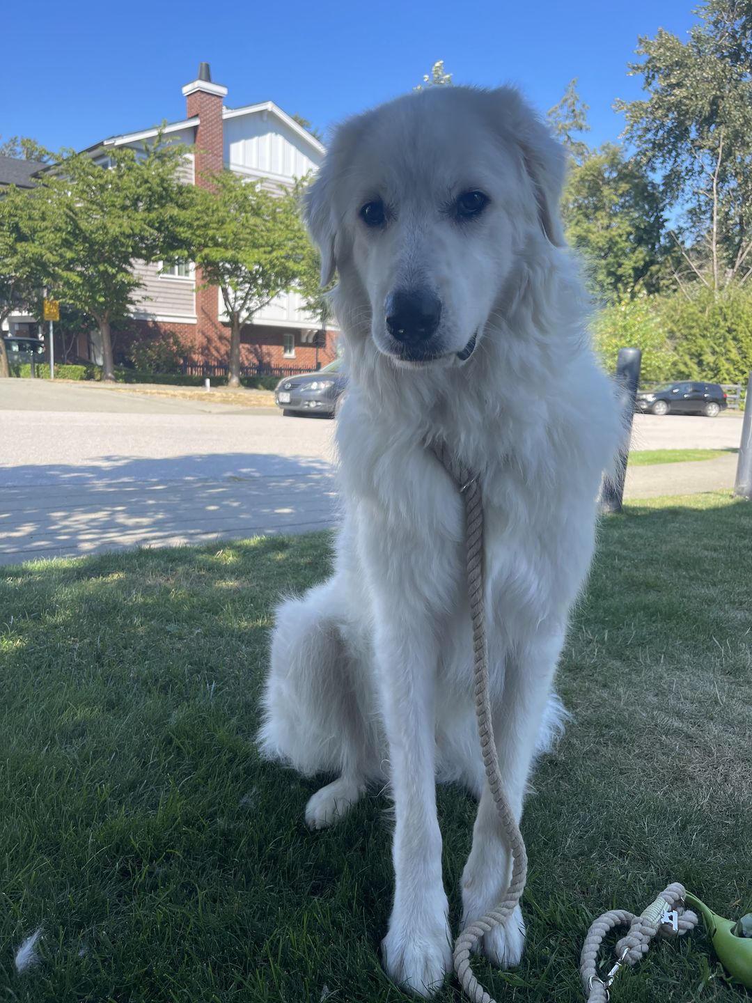 Customer photo review of 6-IN-1 Cotton Rope Dog Leash