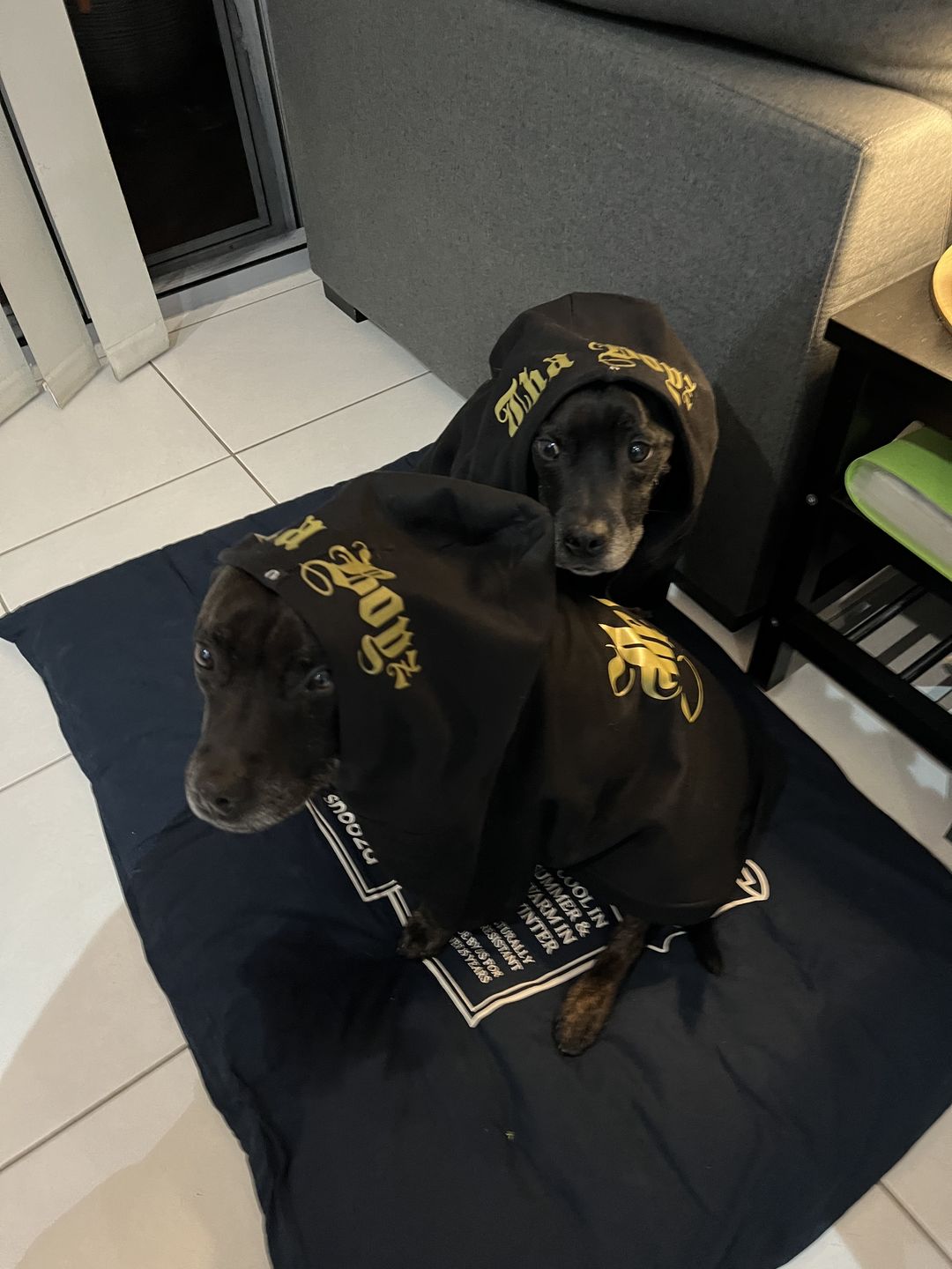 Customer photo review of Gangsta Yapper Dog Hoodie - Personalised