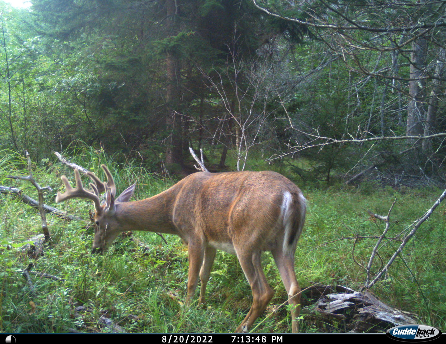 Customer photo review of Undercover™ Trail Camera