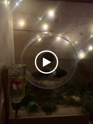 Customer video review of Niteangel Super-Silent Hamster Exercise Wheels