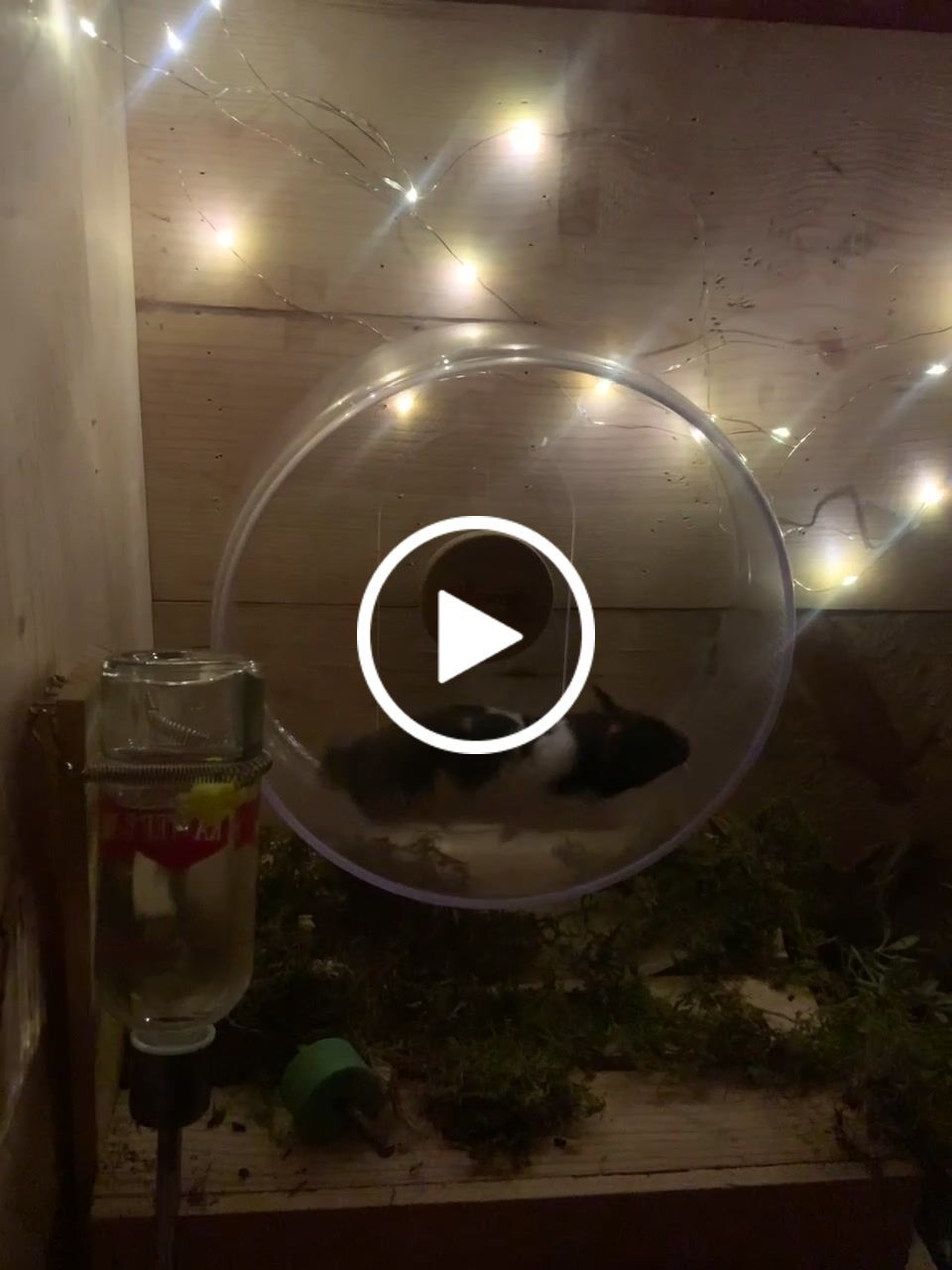 Customer video review of Niteangel Super-Silent Hamster Exercise Wheels