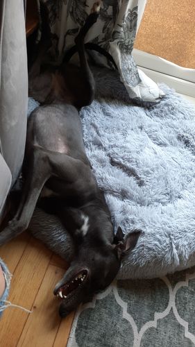 Customer photo review of Calming Donut Bed - Husky Grey