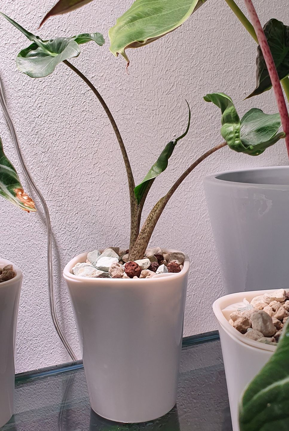 Customer photo review of ALOCASIA STINGRAY