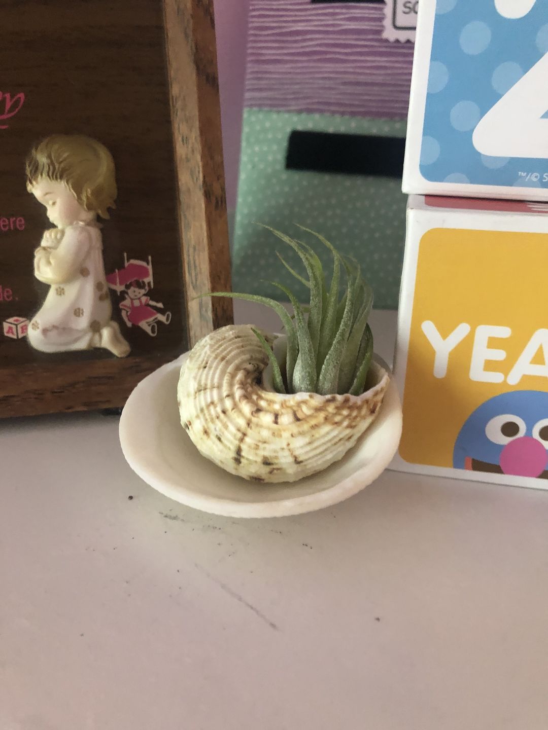 Customer photo review of B Quality Ionantha Variety 3 Pack  ($0.75 Per Plant)