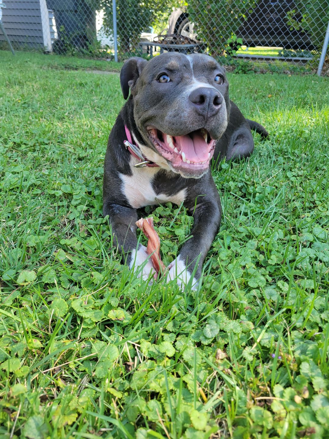 Customer photo review of 6 Inch Monster Braided Bully Stick