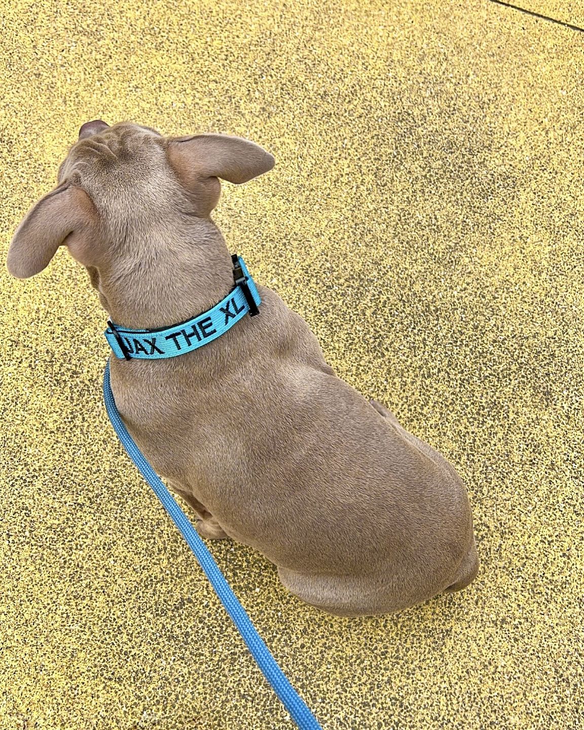 Customer photo review of 2.5cm Combat® Collar | With Handle & Rated Clip - Light Blue v2.0