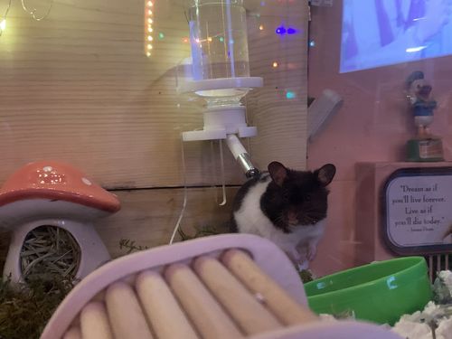 Customer photo review of Niteangel Water Bottle with Stand for Small pet Rodents
