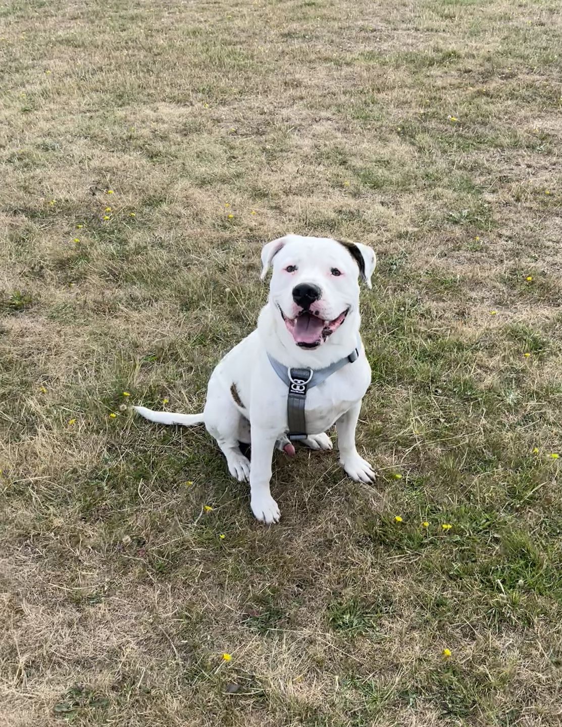 Customer photo review of TRI-Harness® | Anti-Pull, Adjustable & Durable - Dog Trainers Choice - Metal Grey v2.0