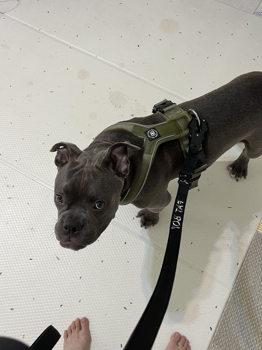 Customer photo review of RR - Slip on Padded Comfort Harness | Non Restrictive & Reflective - Khaki