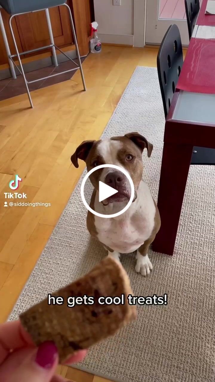 Customer video review of Beef Lung Wafers
