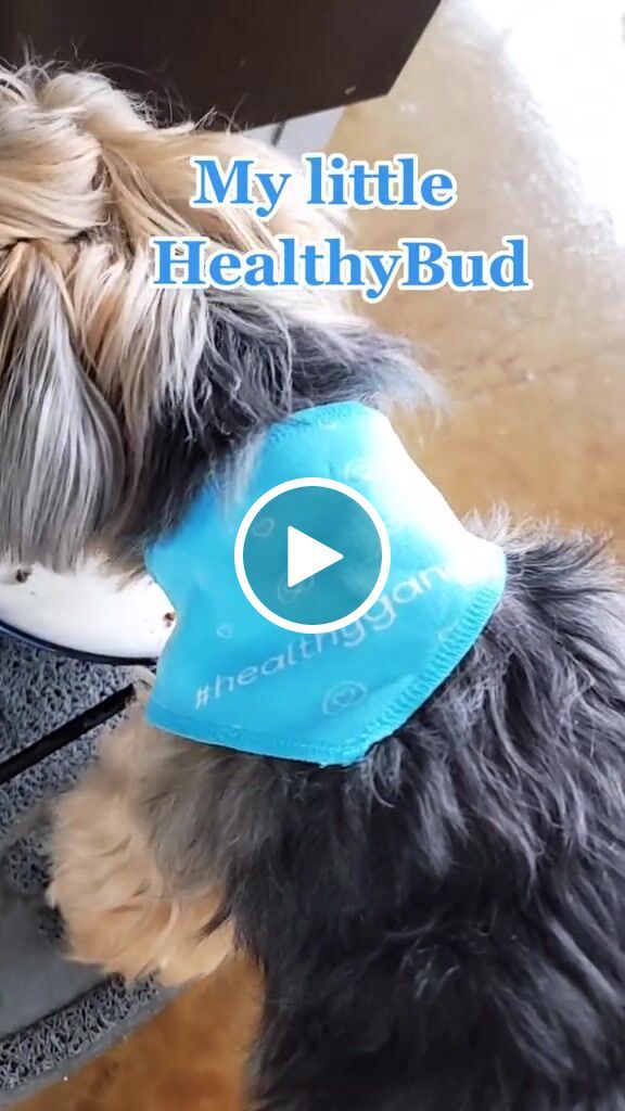 Customer video review of Turkey Gut Booster