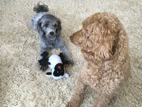 Customer photo review of Plush Squeaky Lamb (with chew rope)
