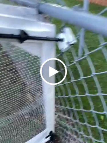 Customer video review of GrubTerra Dried Larvae