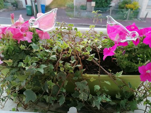 Customer photo review of Mon petit oiseau - Le Jardin de Mamie®