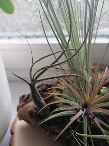 Customer photo review of Tillandsia butzii