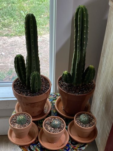 Customer photo review of San Pedro Cactus | Echinopsis pachanoi