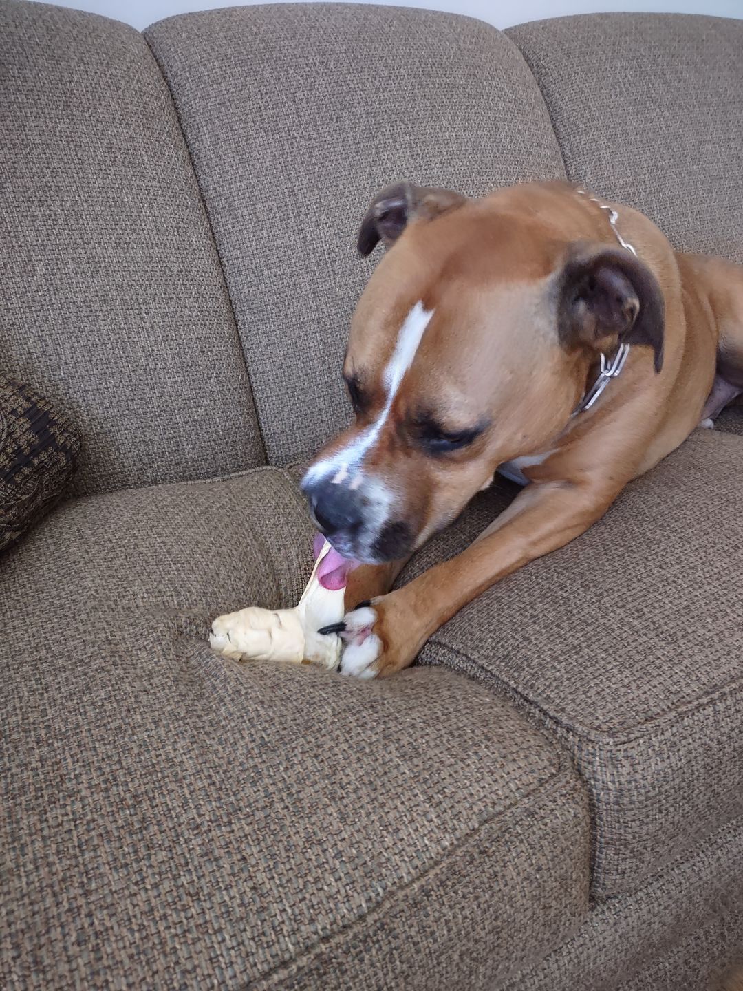 Customer photo review of Cow Ears For Dogs