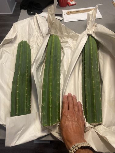 Customer photo review of San Pedro Cactus Cuttings | Echinopsis pachanoi Cuttings