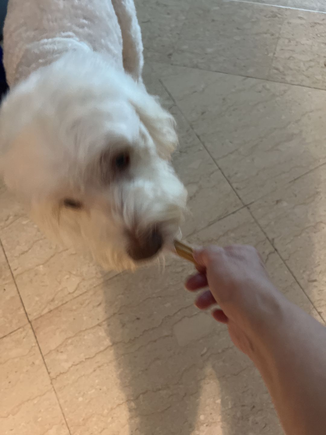 Customer photo review of Dental Chew (Large Package)