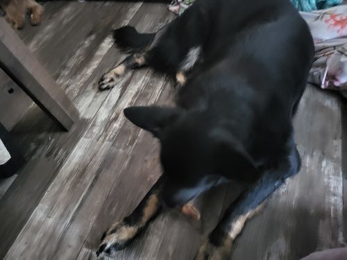 Customer photo review of Rolled Pig Ears