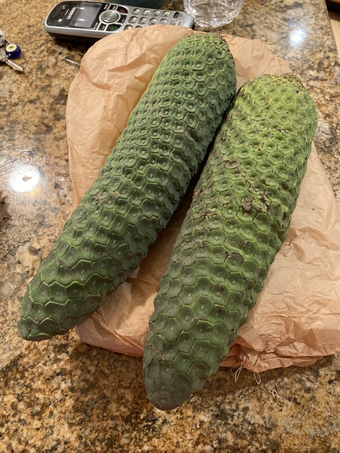 Customer photo review of Monstera Deliciosa